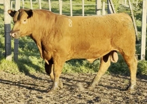 Lote PLANTEL X HEREJE