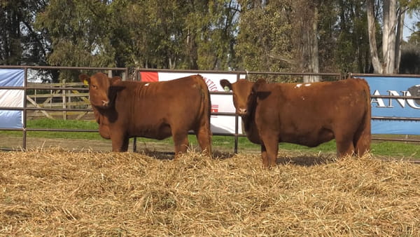 Lote VAQUILLONAS PP REMATE