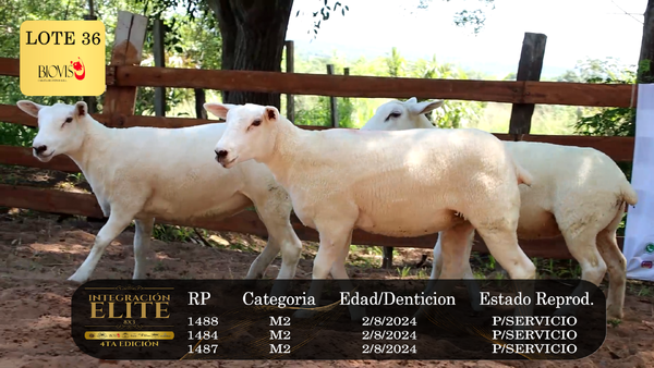 Lote LOTE 36