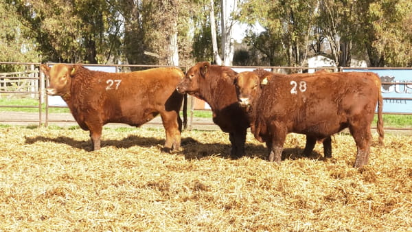 Lote TOROS ANGUS COLORADOS PC