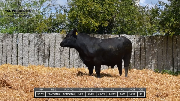 Lote ABERDEEN ANGUS P.I.