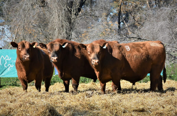 Lote "Cabaña ""La Marianita"" Toros Angus PC"
