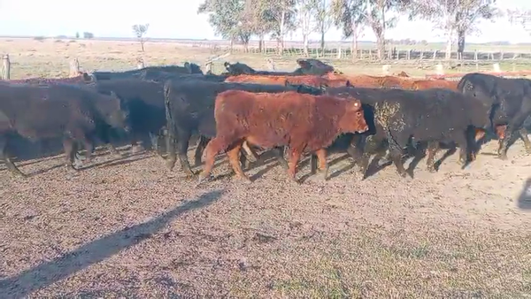 Lote 55 Novillitos en Entre Ríos, Concordia