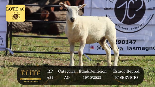 Lote LOTE 40