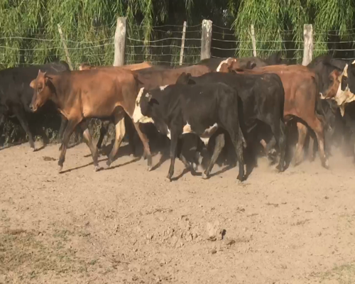 Lote 90 Terneros en Misión San Fco., Formosa