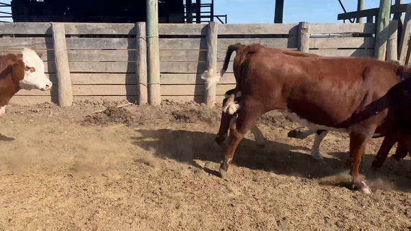 Lote 37 Vaquillonas preñadas en Sauce, Canelones
