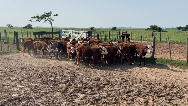 Lote 115 Terneros/as en Esquina, Corrientes