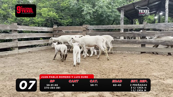 Lote LOTE 7- POR PANTALLA