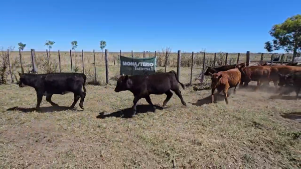 Lote 28 Terneras en Buenos Aires, Castelli