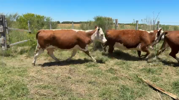 Lote VACAS ENTORADAS