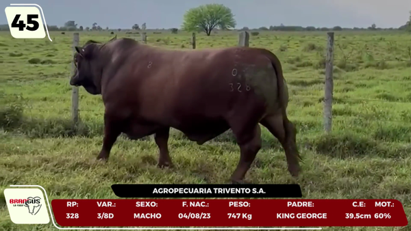 Lote LOTE 45 - CAMPO