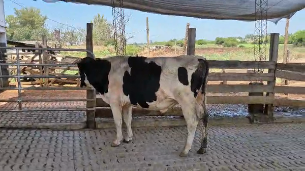 Lote Toros, San José