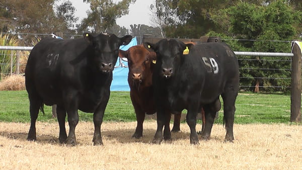 Lote TOROS ANGUS PC