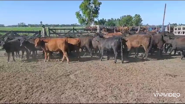 Lote 40 Terneras en Brandsen, Buenos Aires