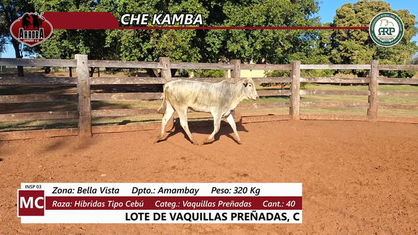Lote CHE KAMBA