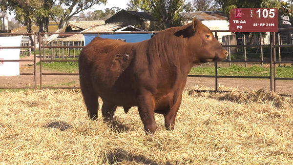 Lote TOROS ANGUS COLORADOS  PC