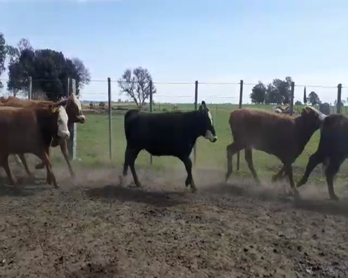 Lote Terneras