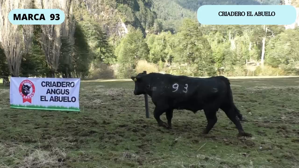 Lote 1 Toro en Coyhaique, XI Región Aysén
