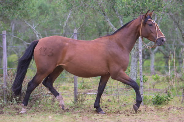 Lote Resilencia del Mavial