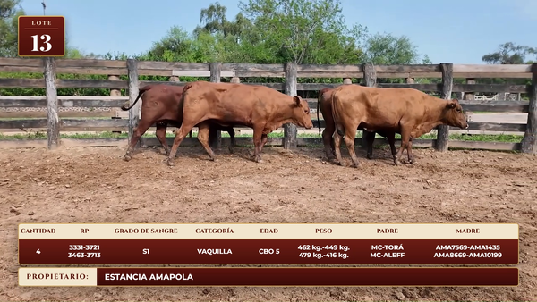 Lote LOTE 13