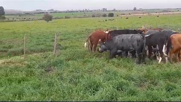 Lote (Vendido)14 Vaquillonas 1 a 2 años HEREFORD/ ANGUS 300kg -  en SAN PEDRO
