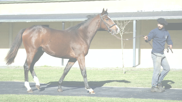 Lote LE RHODESIA (LE BLUES -  JOY RODHESIA)
