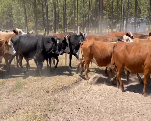 Lote 35 Vacas de invernar en Virasoro, Corrientes