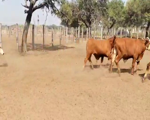 Lote 70 Novillitos en Gancedo, Chaco