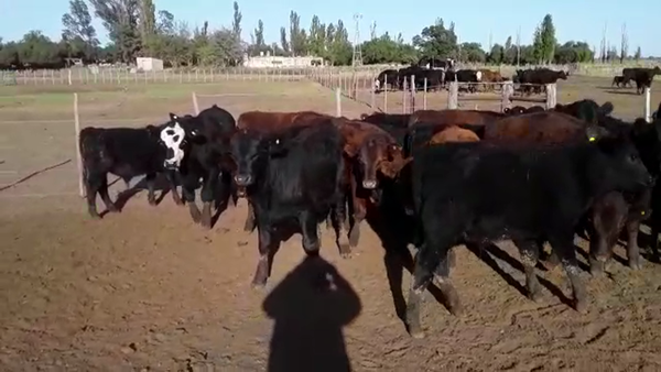 Lote 70 Terneros en Mayor Buratovich, Buenos Aires