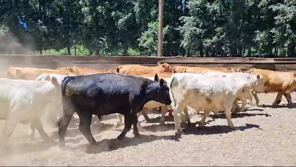 Lote 25 Novillo Engorda en Gorbea, IX Región Araucanía