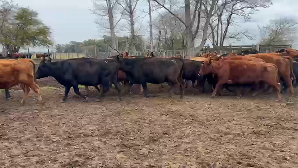 Lote 36 Vacas de invernar
