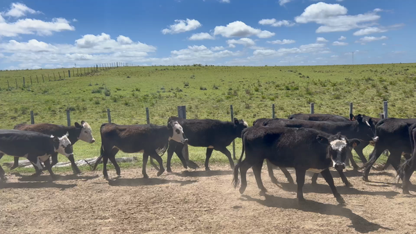 Lote 508 Vaquillonas 1 a 2 años en Cuchilla del Ombú, Tacuarembó