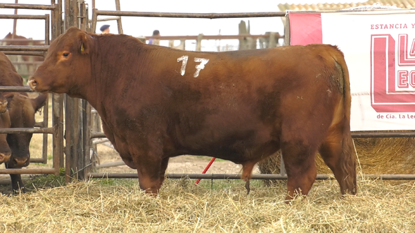 Lote TOROS ANGUS COLORADOS  PC
