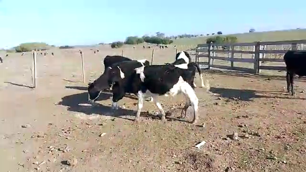 Lote 5 Novillos Hol.