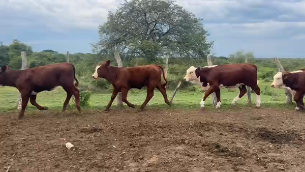 Lote 72 Terneros/as en Corrientes, Curuzú-Cuatiá