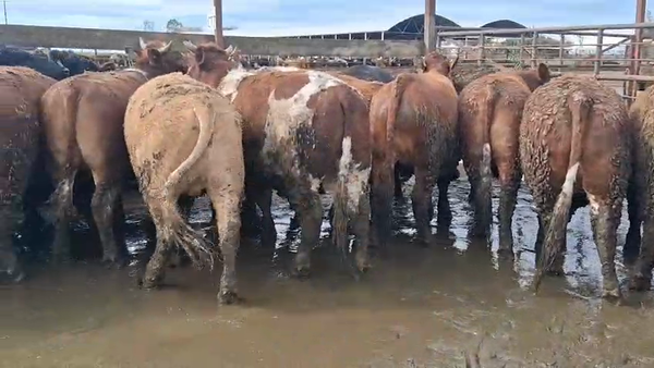 Lote 20 Novillo Gordo en Los Ángeles, VIII Región Biobío