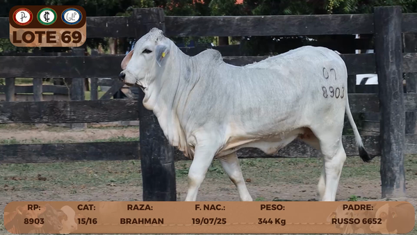 Lote LOTE 69