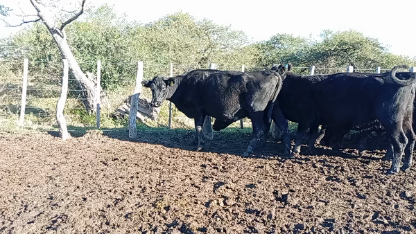 Lote 10 Vacas usadas preñadas