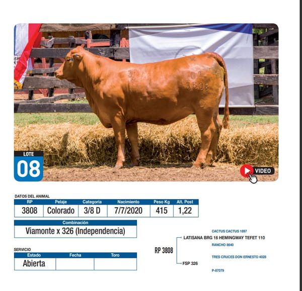 Lote Viamonte x 326 (Independencia)