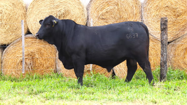 Lote LOTE 66