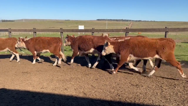 Lote Vacas de invernada