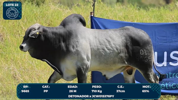 Lote LOTE 22