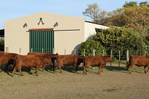 Lote CABAÑA “COEMBOTÁ” de Calderón Vientres Generales Coloradas Preñadas