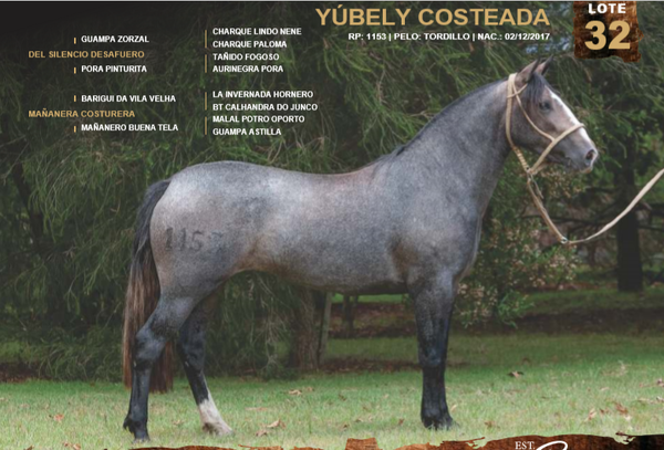 Lote YÚBELY COSTEADA