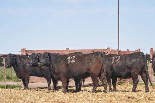 Lote "TRES MOLINOS" VAQUILLAS Con Servicio