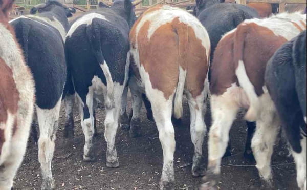 Lote 12 Novillo Gordo en María Pinto, Región Metropolitana