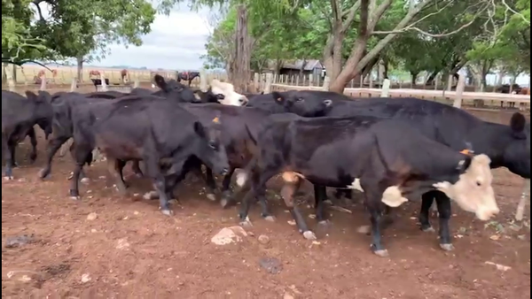 Lote VACAS INVERNADA