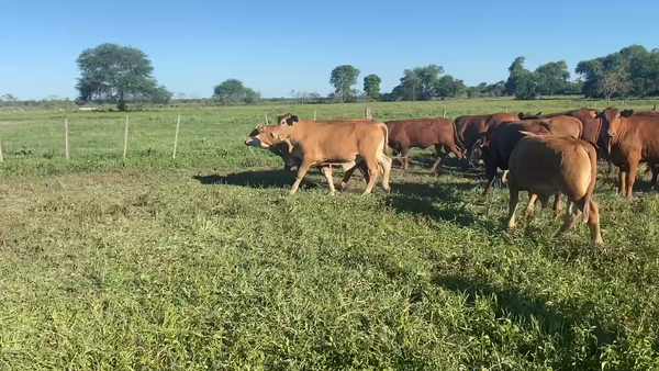 Lote 95 Terneros en Pirané, Formosa