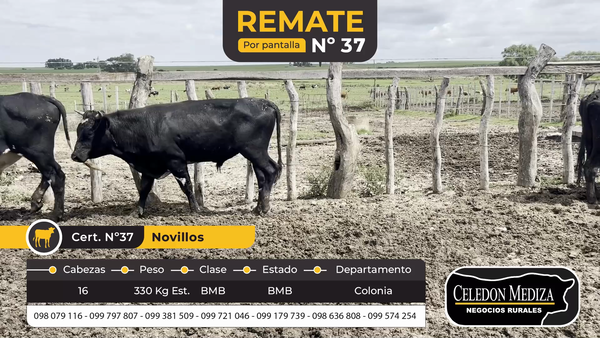 Lote 16 Novillos en La Horqueta, Colonia