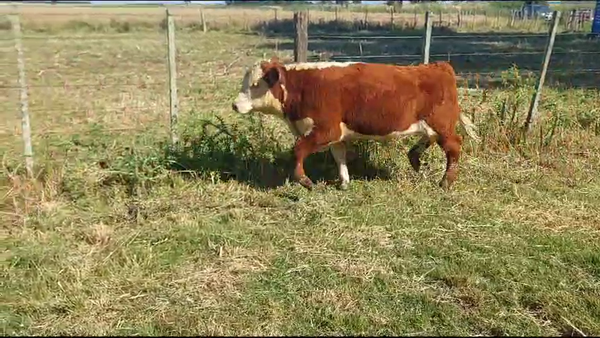 Lote 9 Terneros y Terneras Hereford y Angus en Ruta 1 Km 61